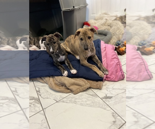 Medium Photo #13  Breeder Profile in SOUTH SIOUX CITY, NE, USA