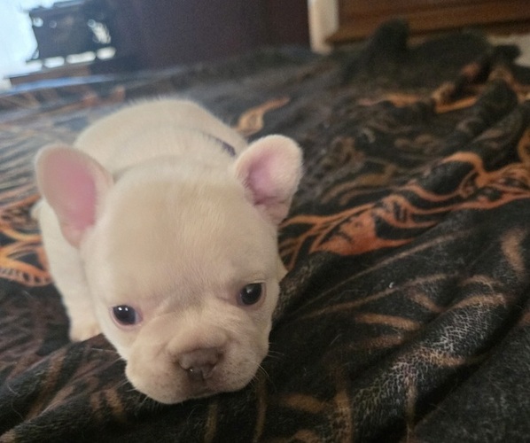 Medium Photo #12  Breeder Profile in LEXINGTON, KY, USA