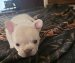 Small #11 Breeder Profile image