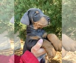 Small #45 Breeder Profile image