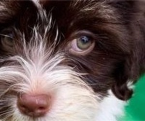 Havanese Dog Breeder near FENTON, MO, USA