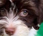 Small breeder photo