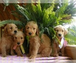 Small breeder photo