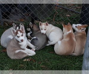 Siberian Husky Dog Breeder near LONG EDDY, NY, USA