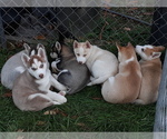 Small breeder photo