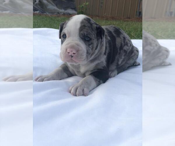 Medium Photo #5  Breeder Profile in HUNTINGTON BEACH, CA, USA