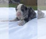 Small #4 Breeder Profile image