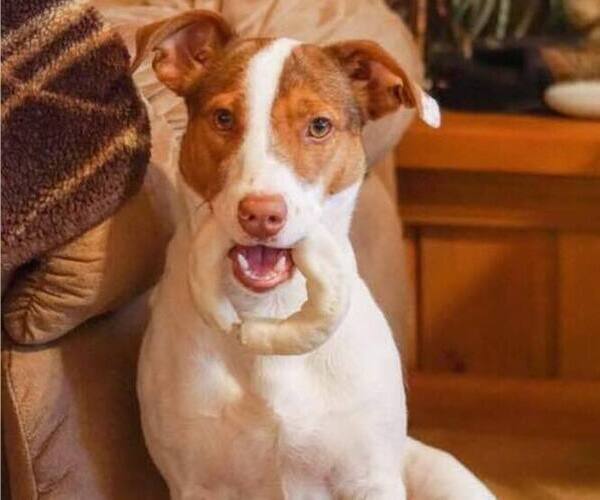 Medium Photo #5  Breeder Profile in KINGSVILLE, MO, USA