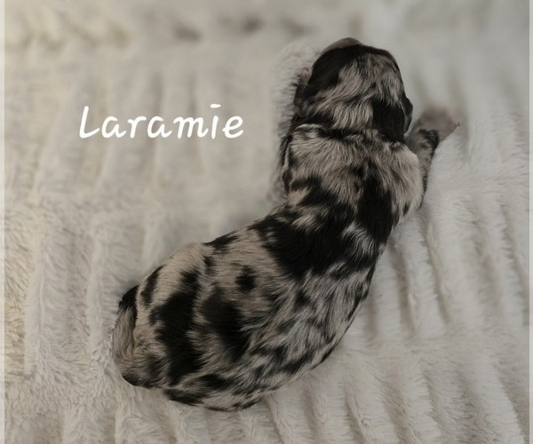 Medium Photo #1  Breeder Profile in CRYSTAL RIVER, FL, USA