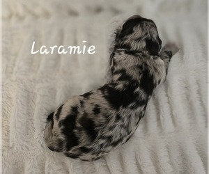 Aussiedoodle Dog Breeder near CRYSTAL RIVER, FL, USA
