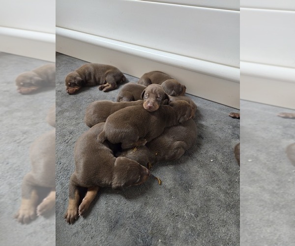 Medium Photo #12  Breeder Profile in COLUMBIA CITY, IN, USA