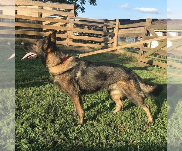 Medium Photo #1  Breeder Profile in RACINE, OH, USA