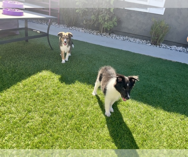 Medium Photo #1  Breeder Profile in SPRING VALLEY, CA, USA