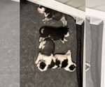 Small #21 Breeder Profile image