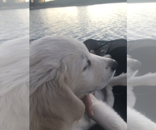 Medium Photo #13  Breeder Profile in COLVILLE, WA, USA