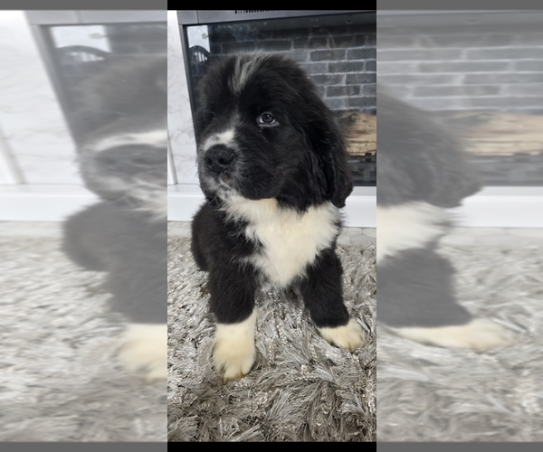 Medium Photo #58  Breeder Profile in TILTON, IL, USA
