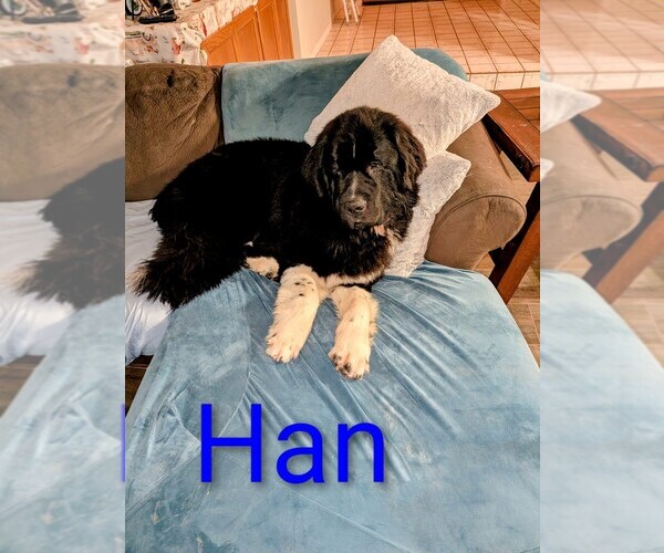 Medium Photo #30  Breeder Profile in LAS VEGAS, NV, USA