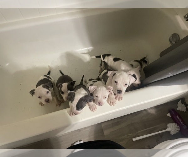 Medium Photo #1  Breeder Profile in FORT WORTH, TX, USA