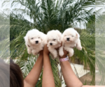 Small breeder photo