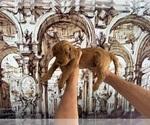 Small #61 Breeder Profile image