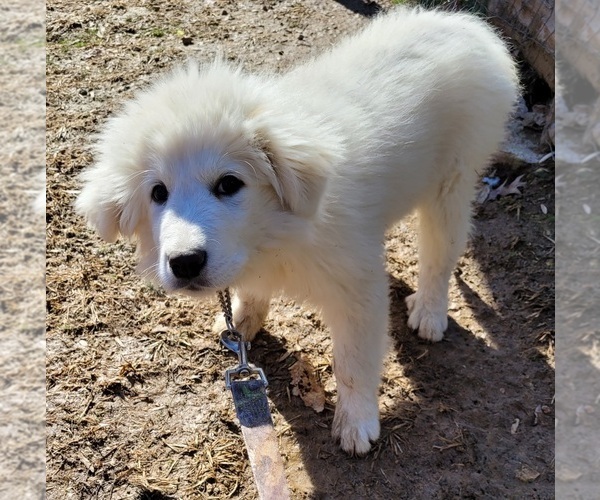 Medium Photo #13  Breeder Profile in SCOTTSVILLE, KY, USA
