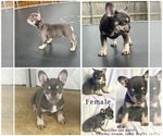 Small #1 Breeder Profile image