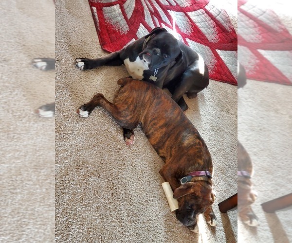 Medium Photo #1  Breeder Profile in MT ZION, IL, USA