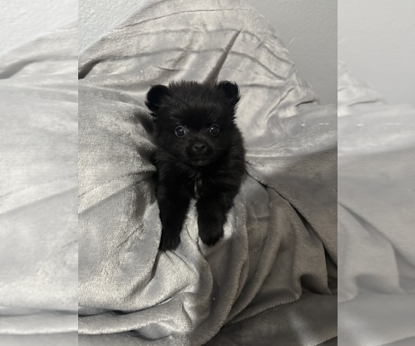 Medium Photo #7  Breeder Profile in FARMERSVILLE, TX, USA