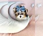 Small Photo #31  Breeder Profile in PEMBROKE PINES, FL, USA
