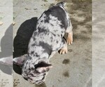 Small #69 Breeder Profile image