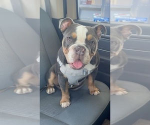 Medium Breeder Profile Photo