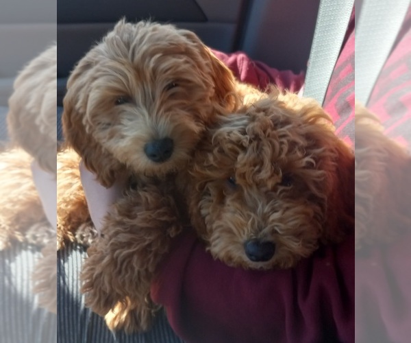 Medium Photo #4  Breeder Profile in SAINT MARYS, KS, USA