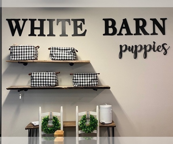 Medium Photo #1  Breeder Profile in LITHIA, FL, USA