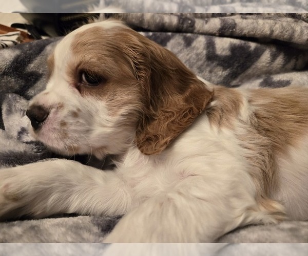 Medium Photo #8  Breeder Profile in HOLYOKE, MA, USA