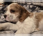 Small #7 Breeder Profile image