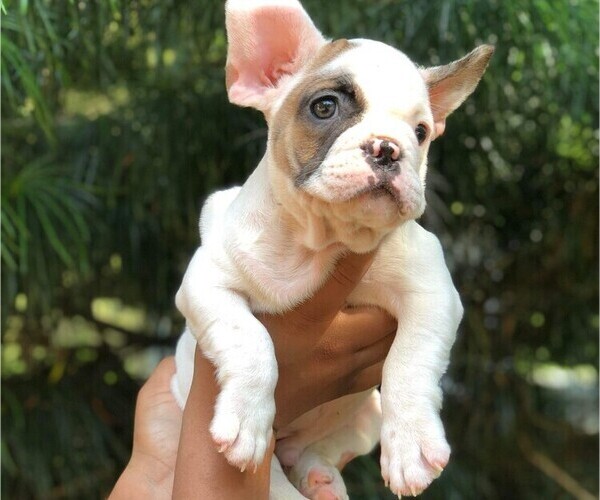 Medium Photo #1  Breeder Profile in READING, PA, USA