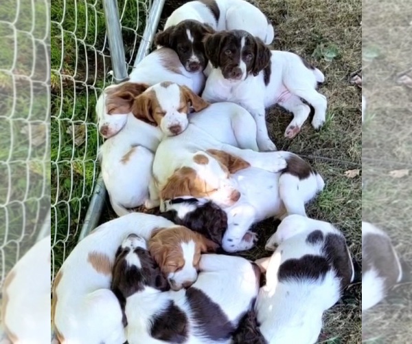 Medium Photo #6  Breeder Profile in MOHAWK, NY, USA