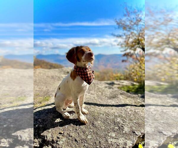 Medium Photo #171  Breeder Profile in HORTENSE, GA, USA