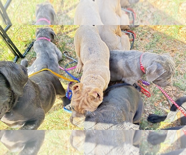 Medium Photo #16  Breeder Profile in NORMAN, OK, USA