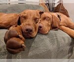 Small breeder photo