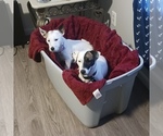 Small breeder photo