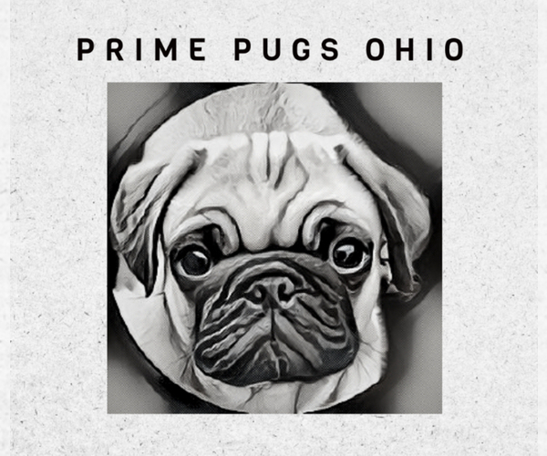 Medium Photo #1  Breeder Profile in MACEDONIA, OH, USA