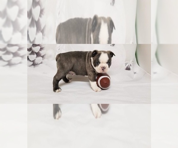 Medium Photo #1  Breeder Profile in CLARKSBURG, WV, USA