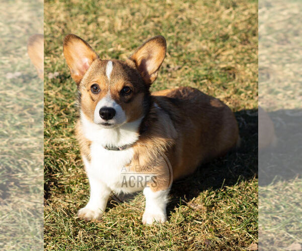 Medium Photo #5  Breeder Profile in BERNE, NY, USA