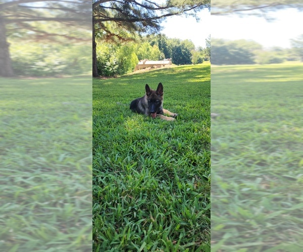 Medium Photo #17  Breeder Profile in HUMBOLDT, TN, USA