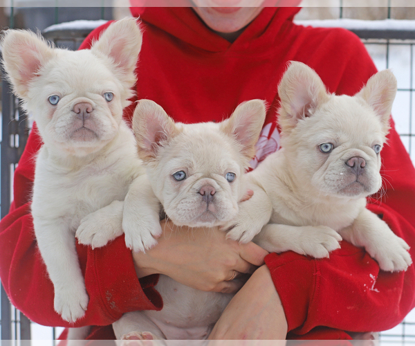 Medium Photo #2  Breeder Profile in Bratislava, Bratislavsky, Slovakia