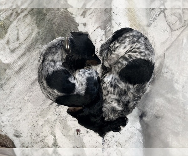 Medium Photo #1  Breeder Profile in WILLIAMSBURG, VA, USA