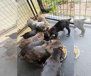 Cane Corso Dog Breeder near COVINGTON, GA, USA