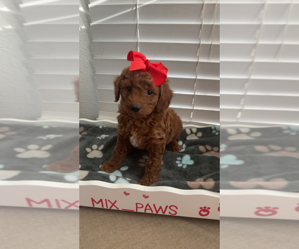 Medium Photo #6  Breeder Profile in DALLAS, TX, USA