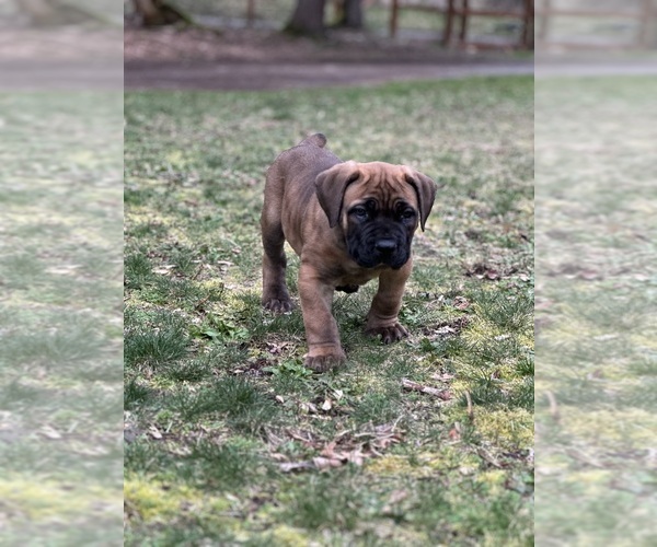 Medium Photo #19  Breeder Profile in ROY, WA, USA